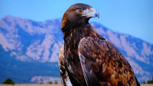 aguila