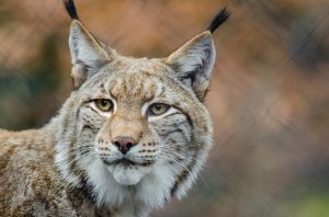 lince